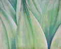Succulents Gallery Art 48x60